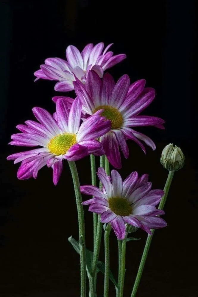 beautiful-flowers-images-2 Beautiful Flowers Images