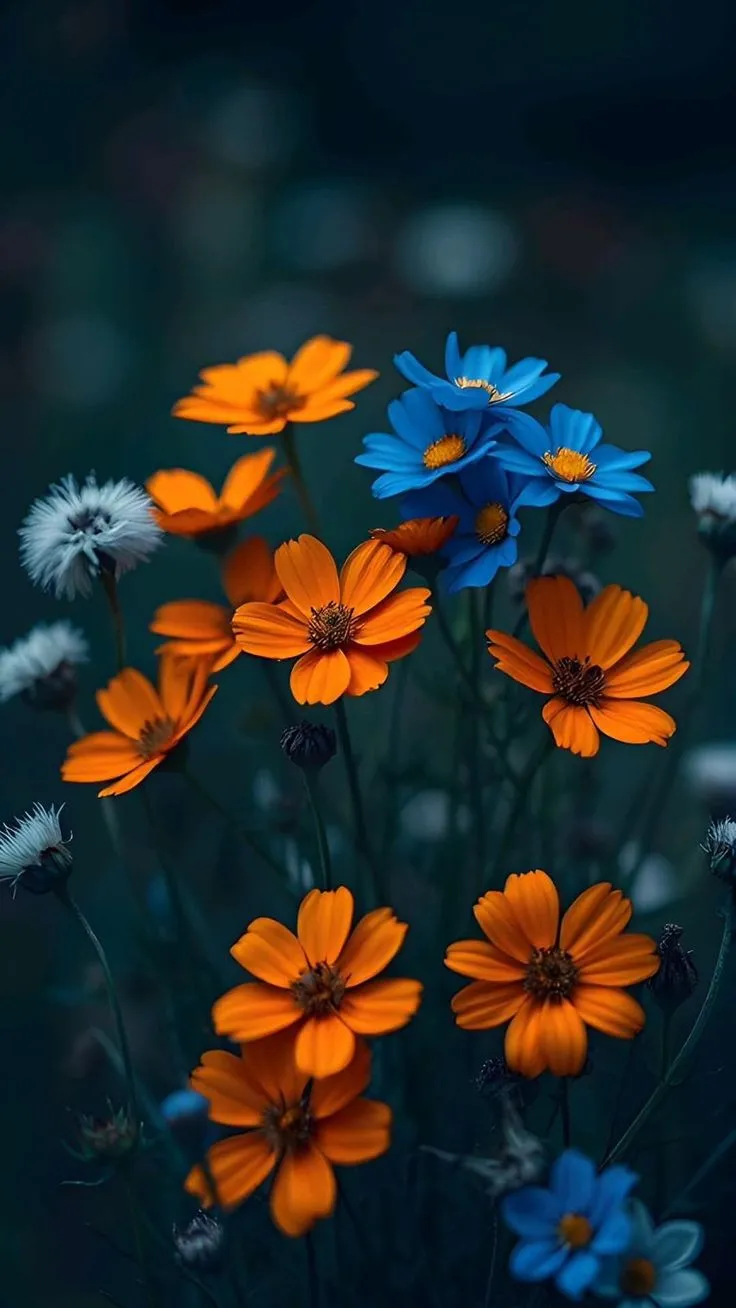 beautiful-flowers-images-6 Beautiful Flowers Images
