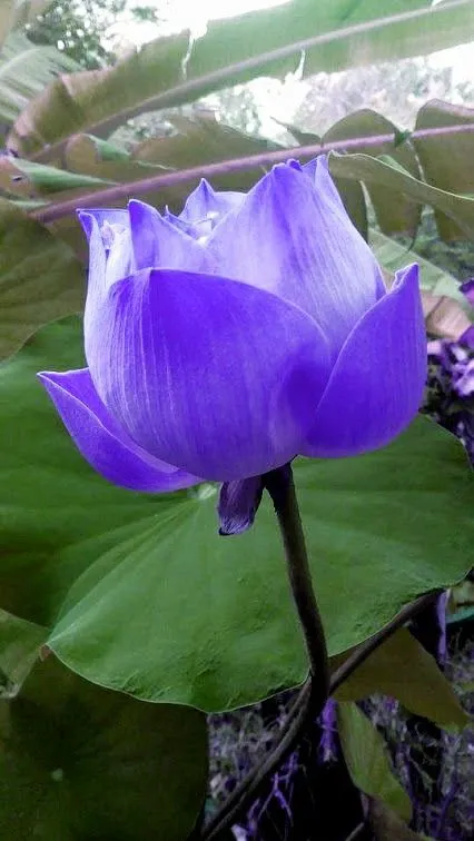 blue-lotus-picture-1 Blue Lotus Picture