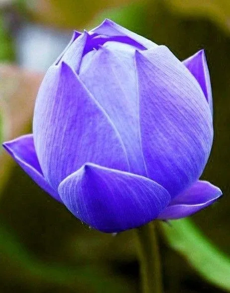 blue-lotus-picture-2 Blue Lotus Picture