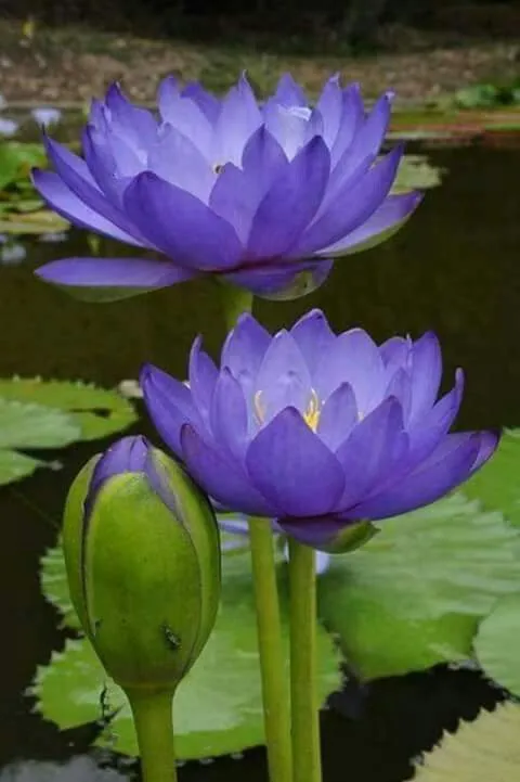 blue-lotus-picture-3 Blue Lotus Picture