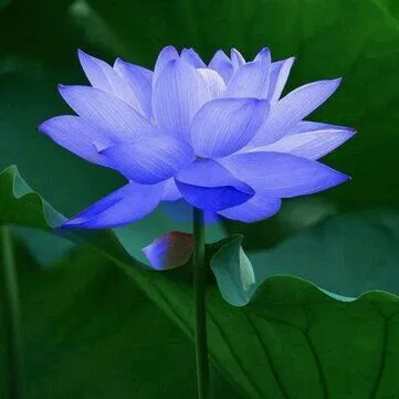 blue-lotus-picture-4 Blue Lotus Picture