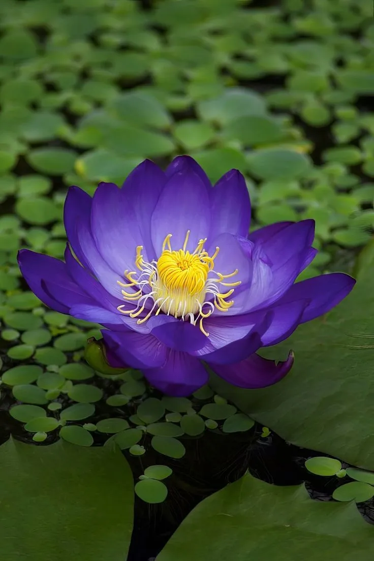 blue-lotus-picture-5 Blue Lotus Picture