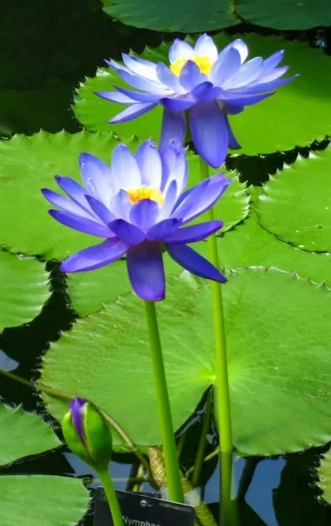 blue-lotus-picture-6 Blue Lotus Picture