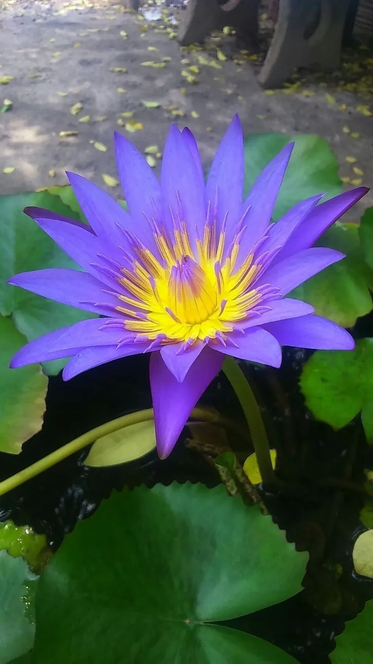 blue-lotus-picture-7 Blue Lotus Picture