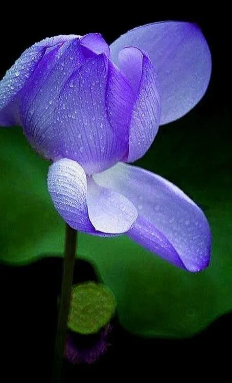 blue-lotus-picture-8 Blue Lotus Picture
