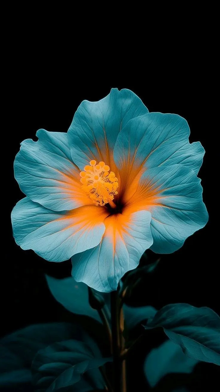 flower-images-for-dp-10 Flower Images For Dp