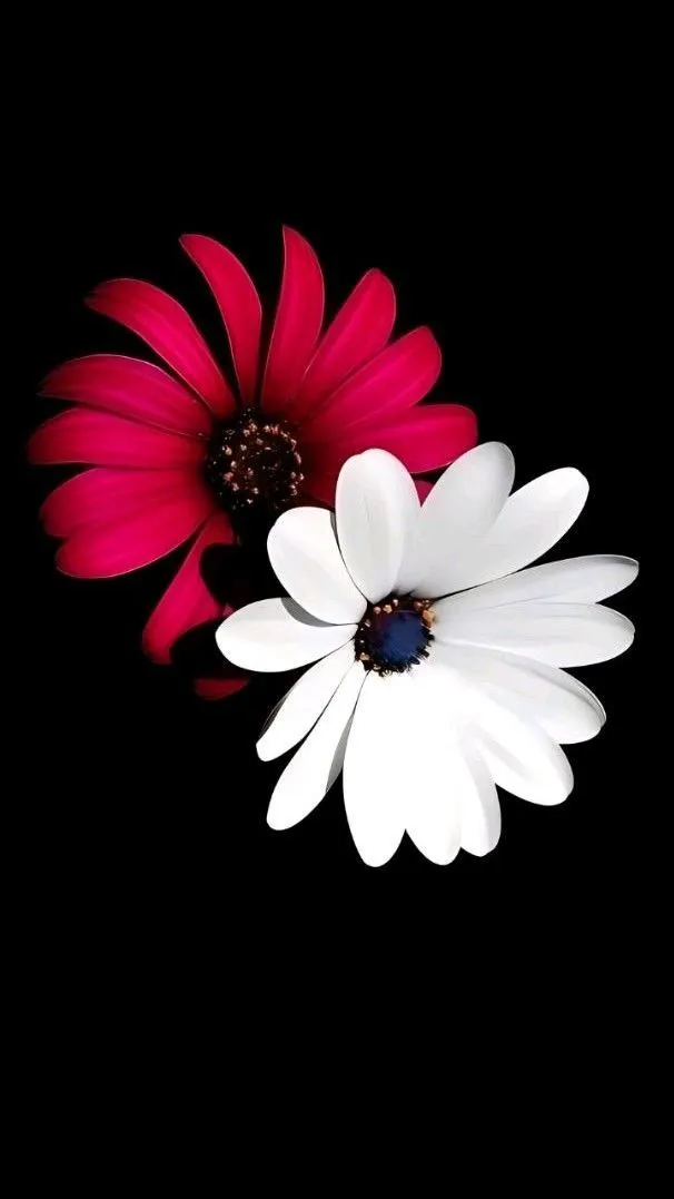 flower-whatsapp-dp-10 Flower Whatsapp Dp