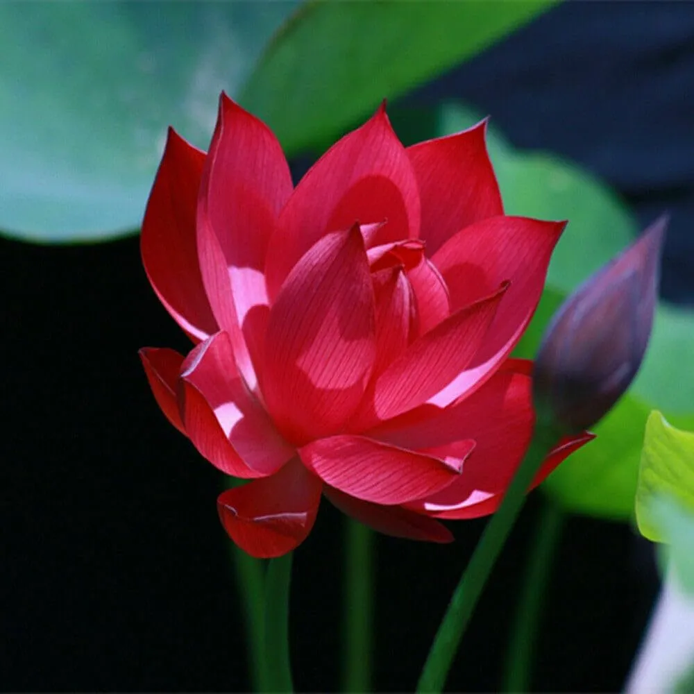 lotus-flower-image-7 Lotus Flower Images