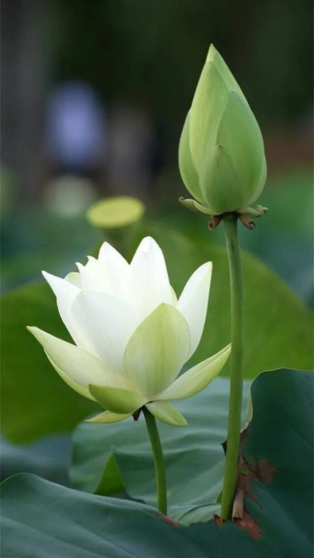 lotus-flower-images-1 Lotus Flower Images