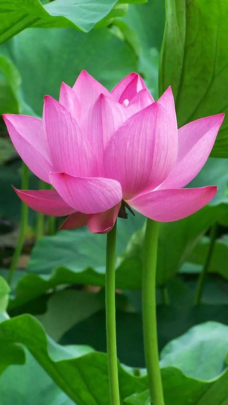 lotus-flower-images-10 Lotus Flower Images
