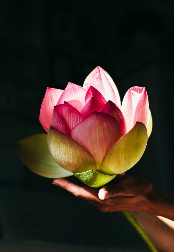 lotus-flower-images-2 Lotus Flower Images