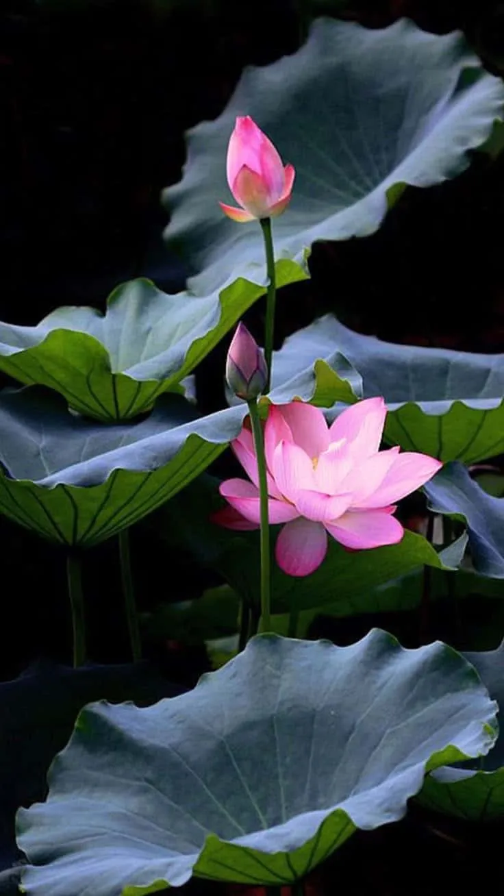 lotus-flower-images-4 Lotus Flower Images