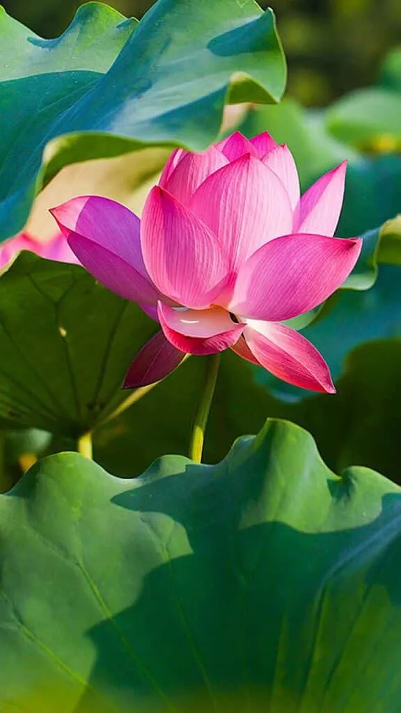 lotus-flower-images-5 Lotus Flower Images