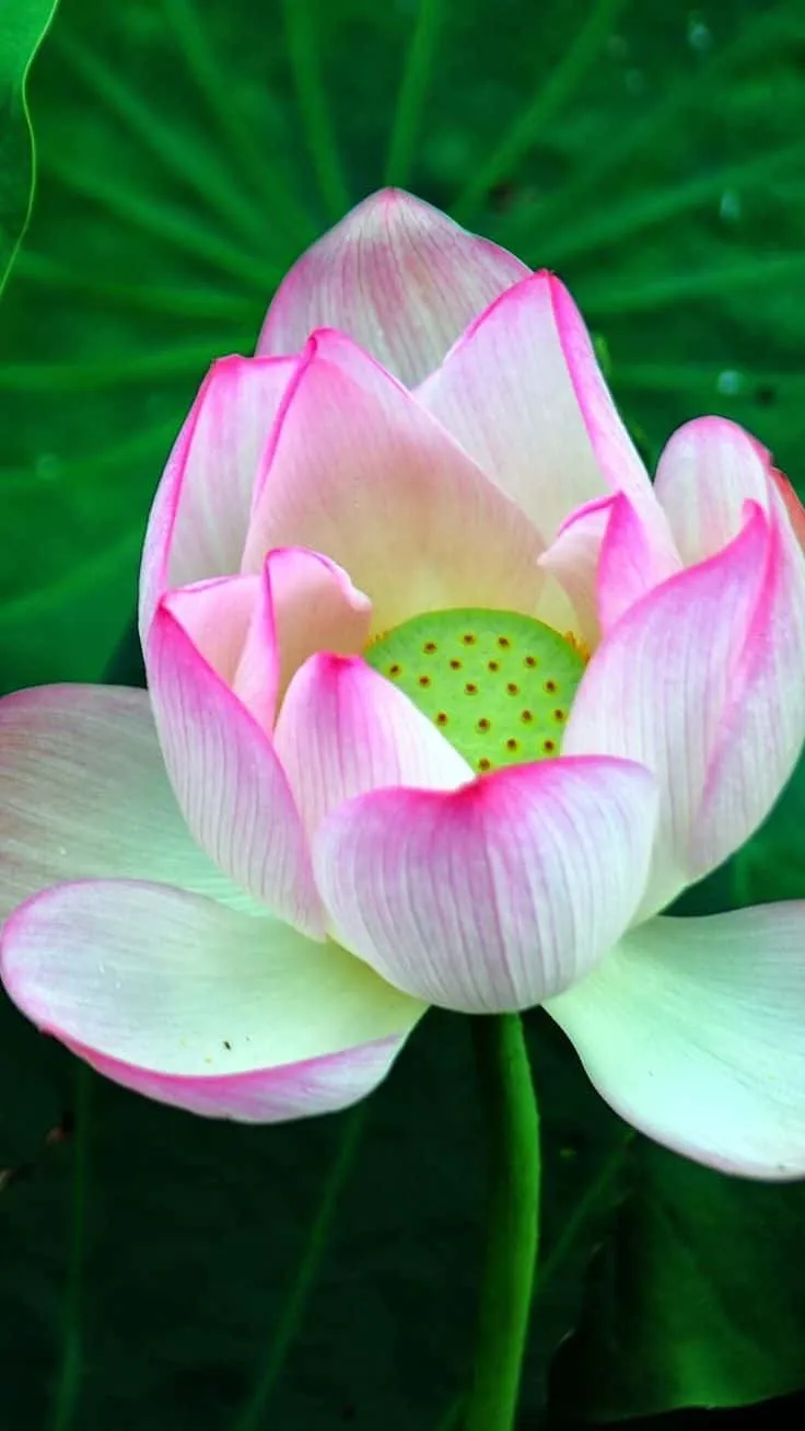 lotus-flower-images-8 Lotus Flower Images