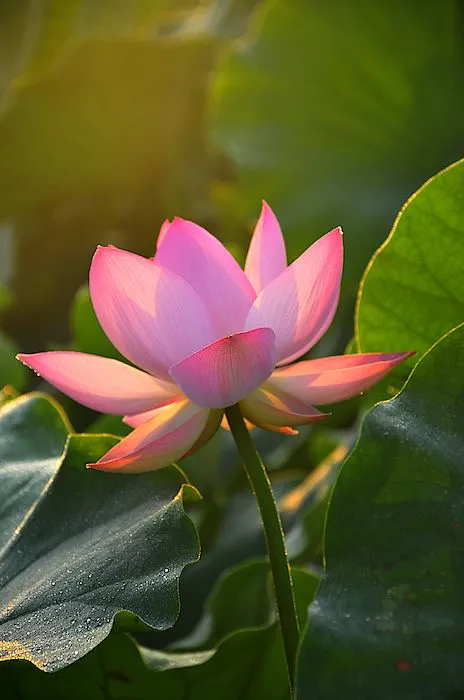 lotus-flower-images-9 Lotus Flower Images