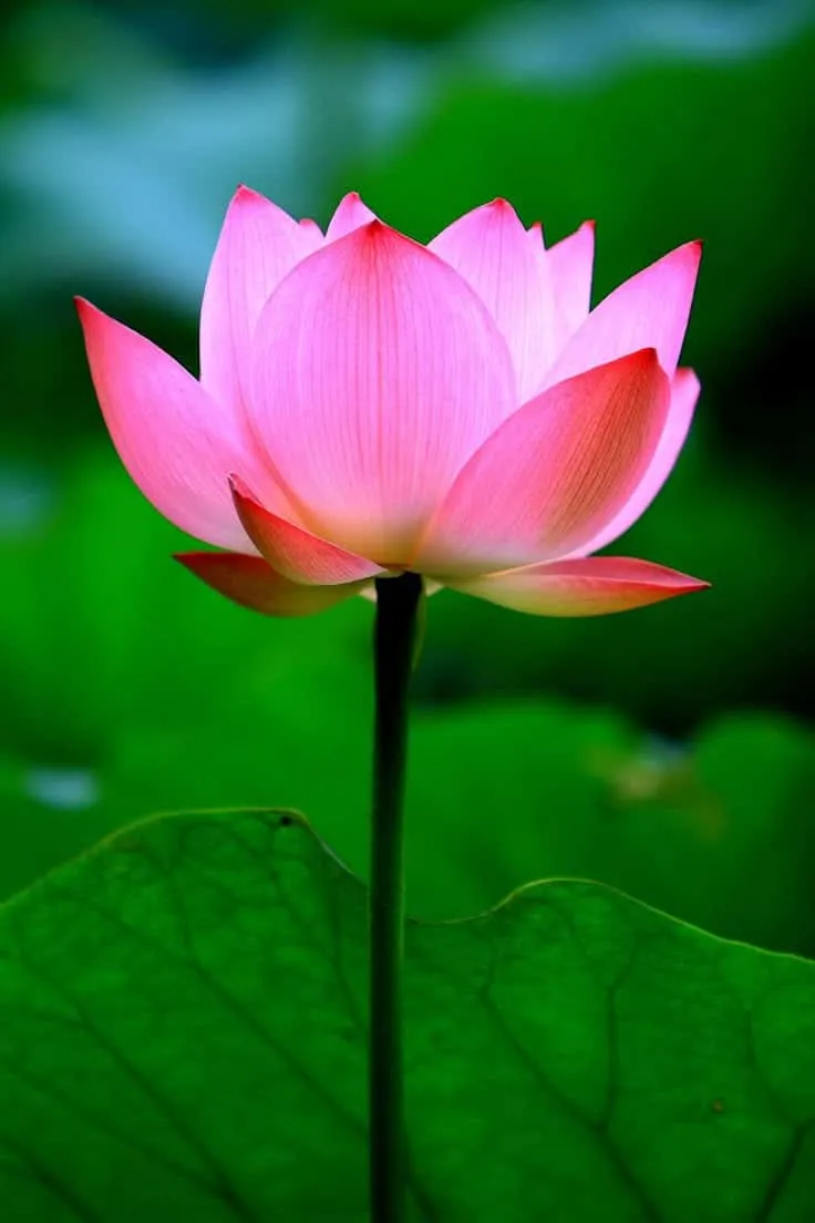 lotus-images-1 Lotus Images