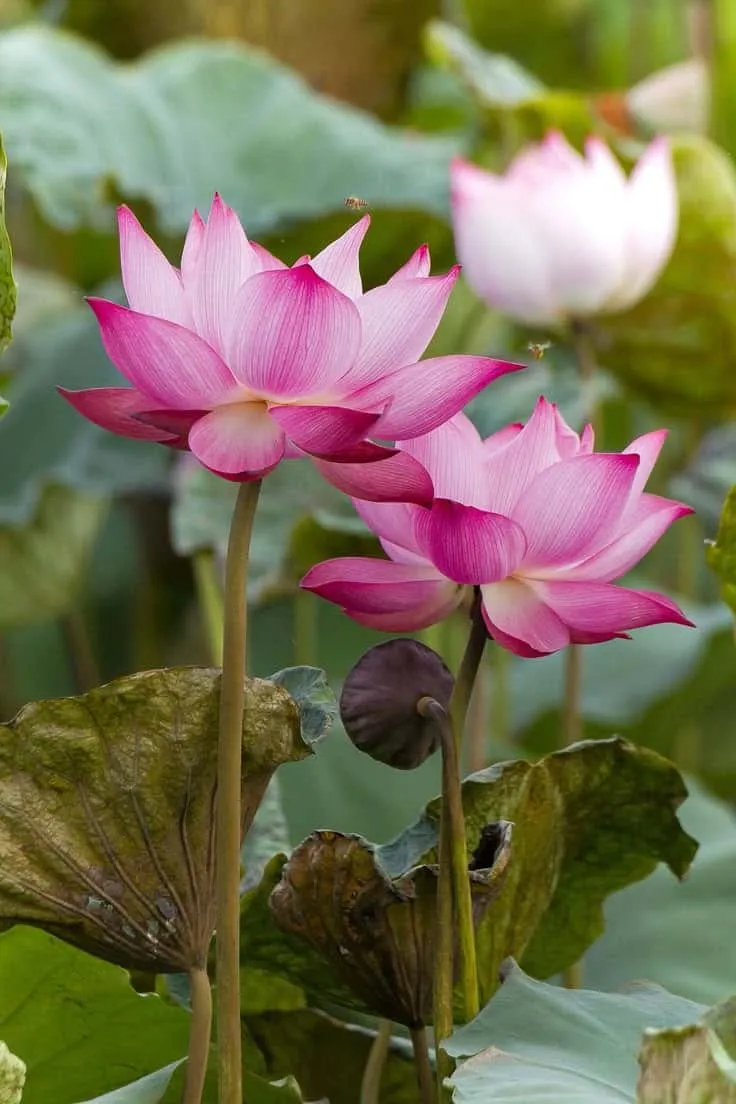 lotus-images-10 Lotus Images