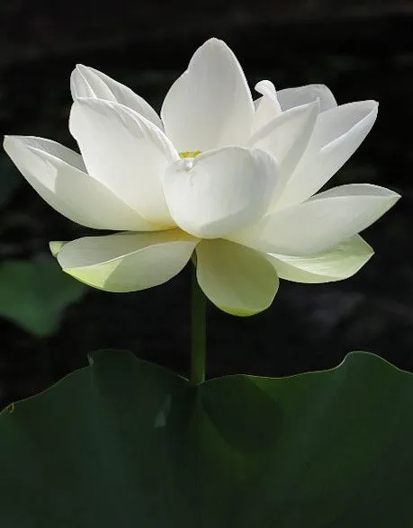 lotus-images-3 Lotus Images