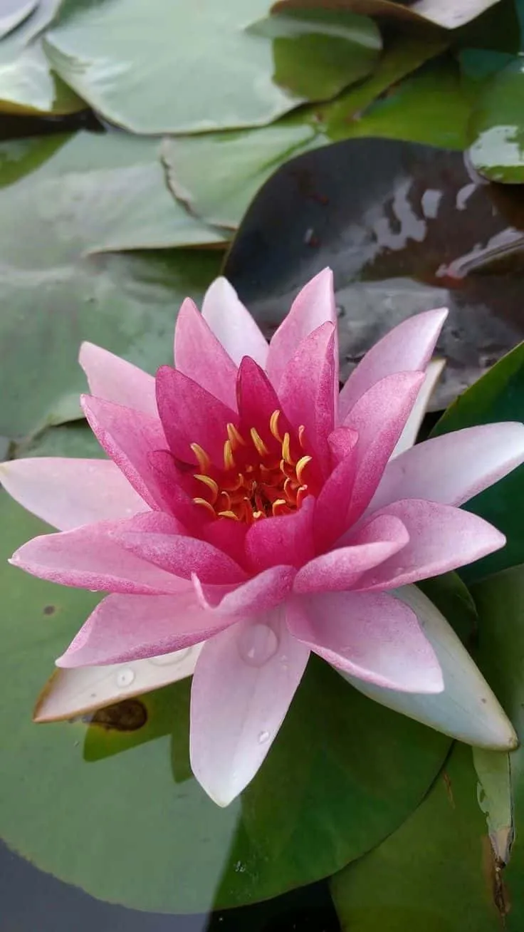 lotus-images-5 Lotus Images