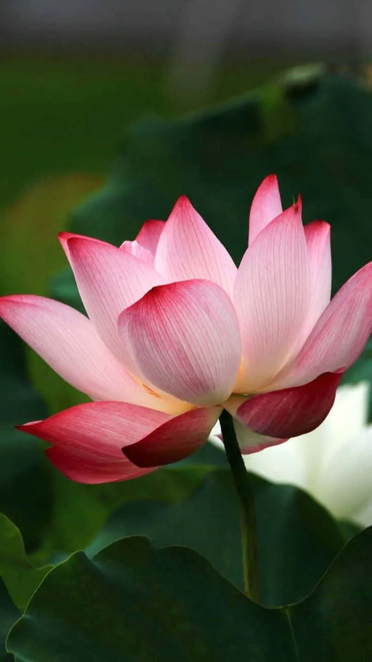 lotus-images-6 Lotus Images