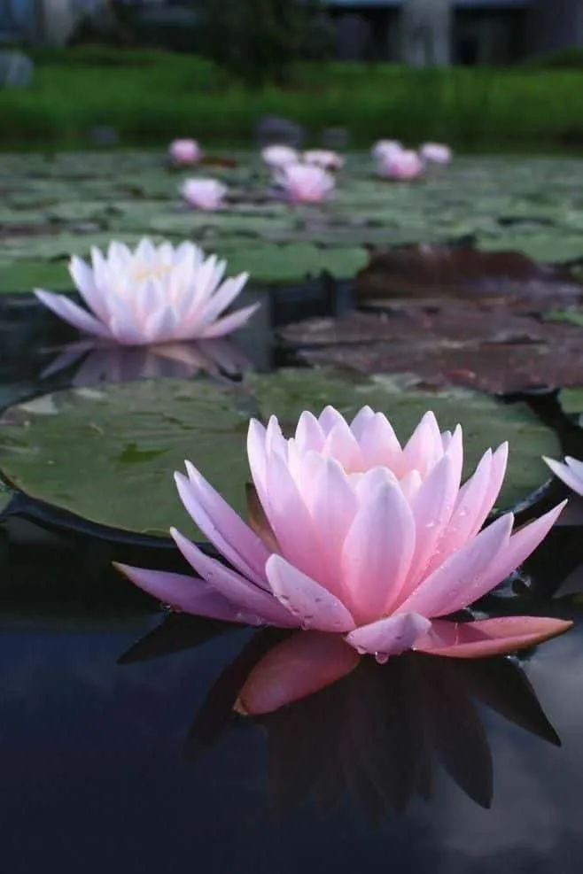 lotus-images-7 Lotus Images