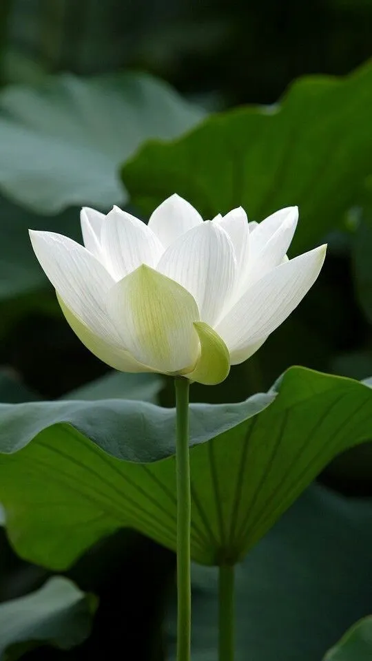 lotus-images-8 Lotus Images