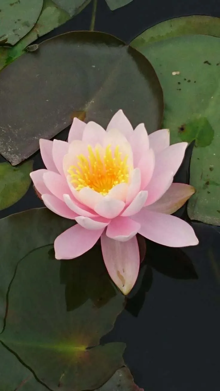 lotus-photo-2 Lotus Photo