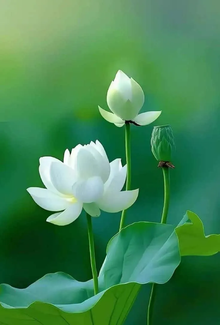 lotus-photo-3 Lotus Photo