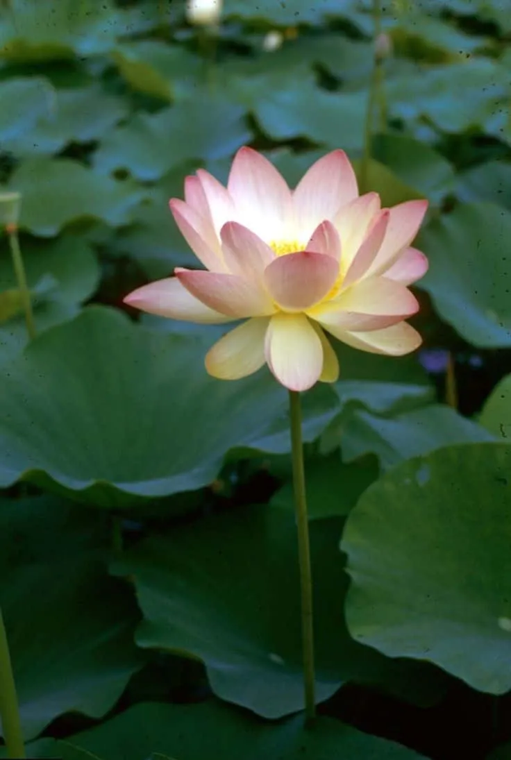 lotus-photo-5 Lotus Photo
