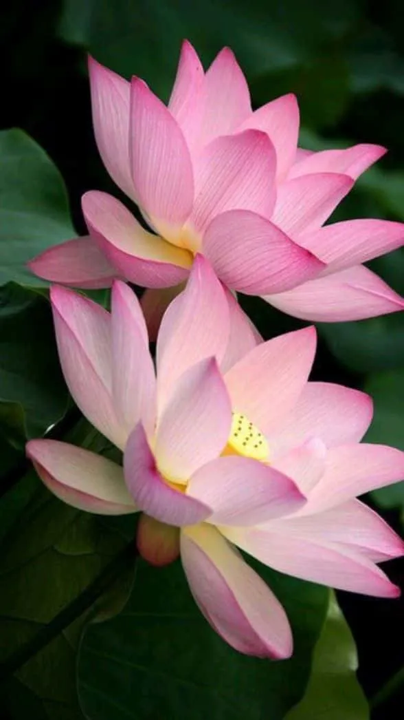 lotus-photo-6 Lotus Photo
