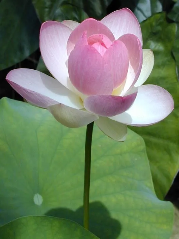 lotus-photo-8 Lotus Photo
