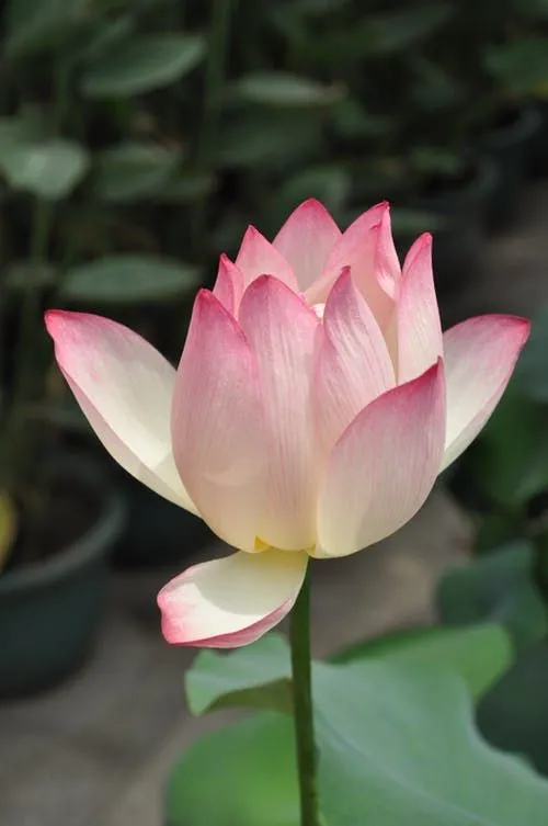 lotus-photo-9 Lotus Photo